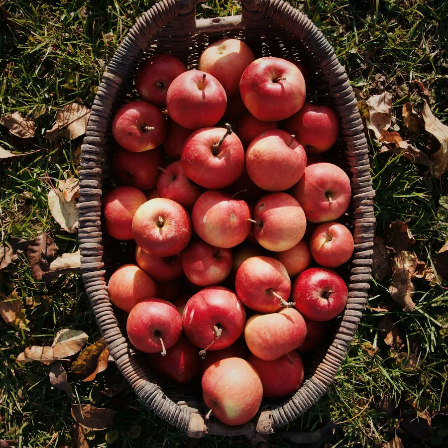 Eating apples
